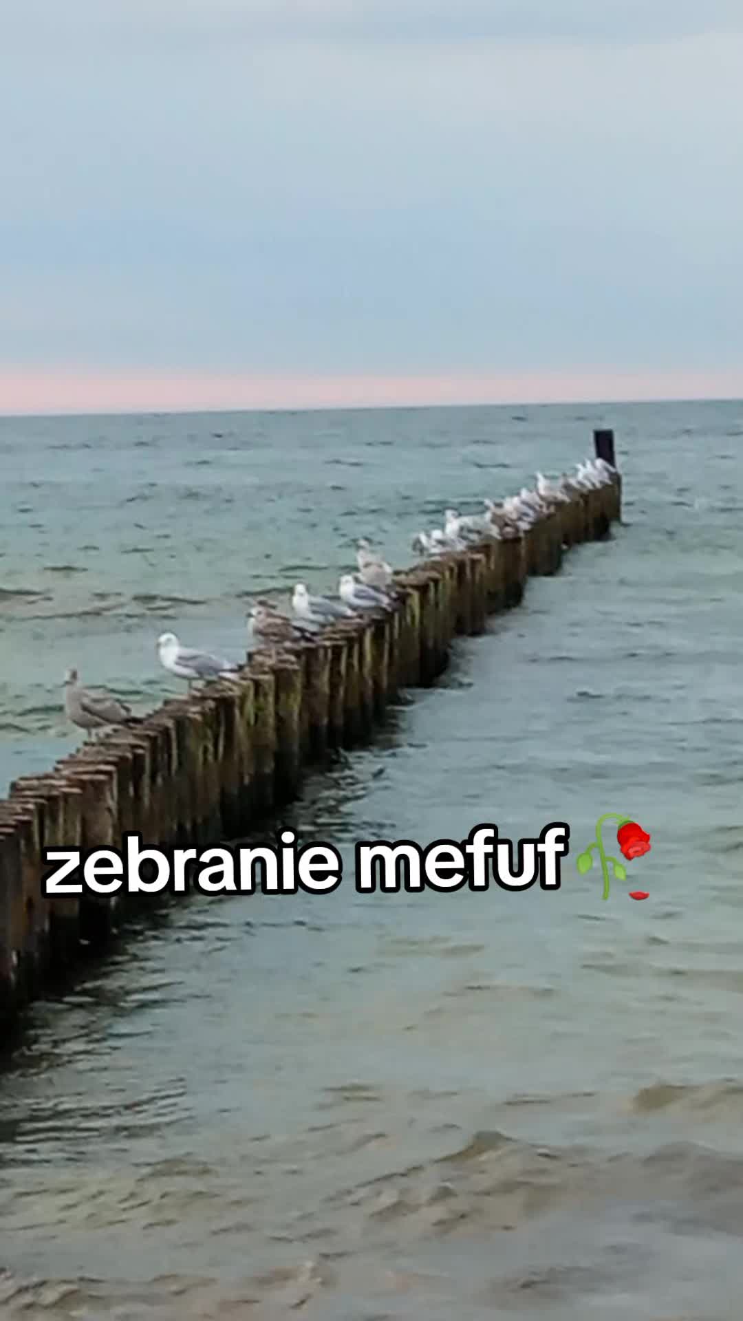 @_Marchewa_🇵🇱_
