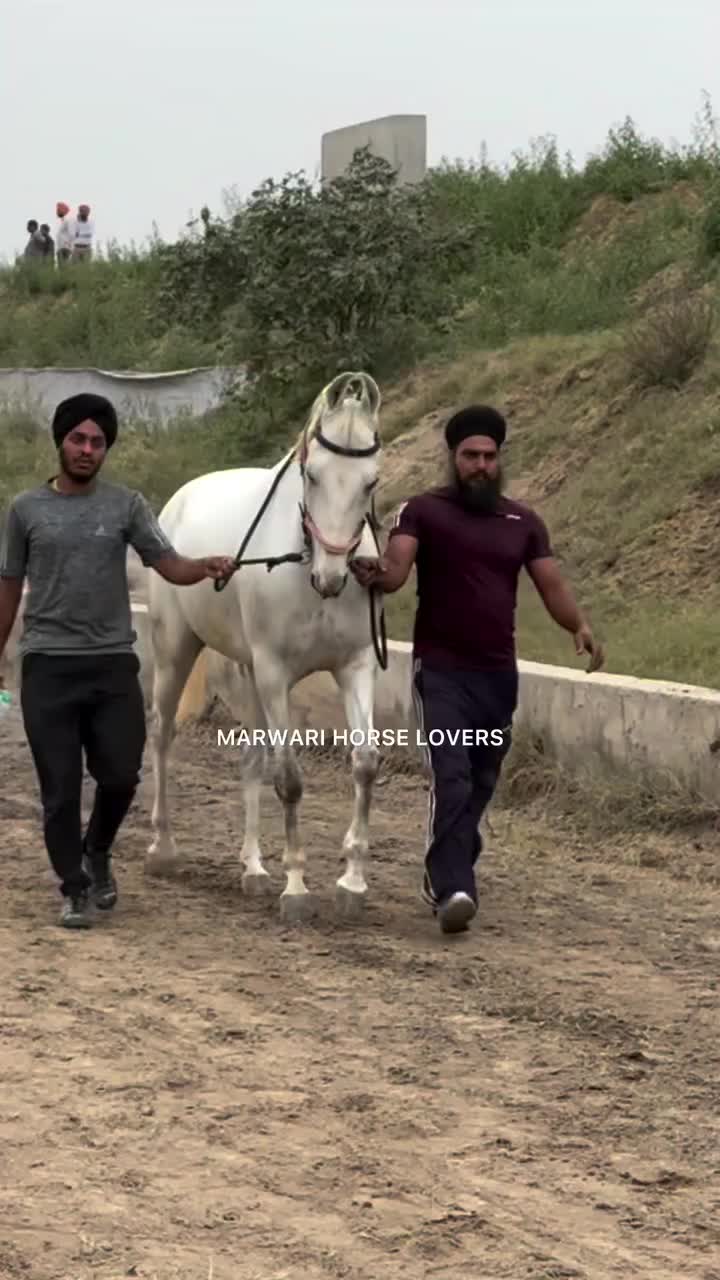 @🏇 MARWARI HORSE RACING 🏇