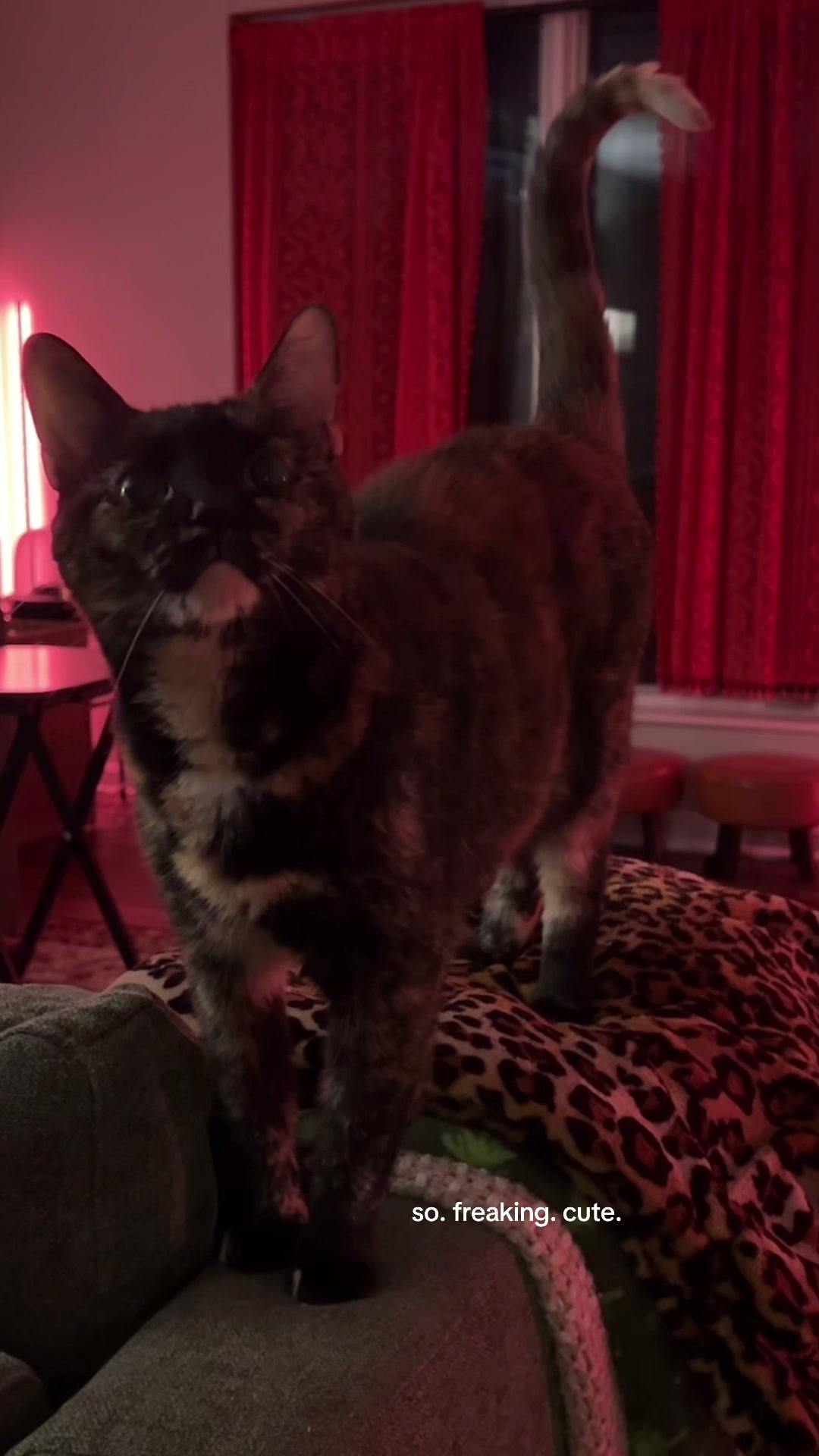@sxycatmom