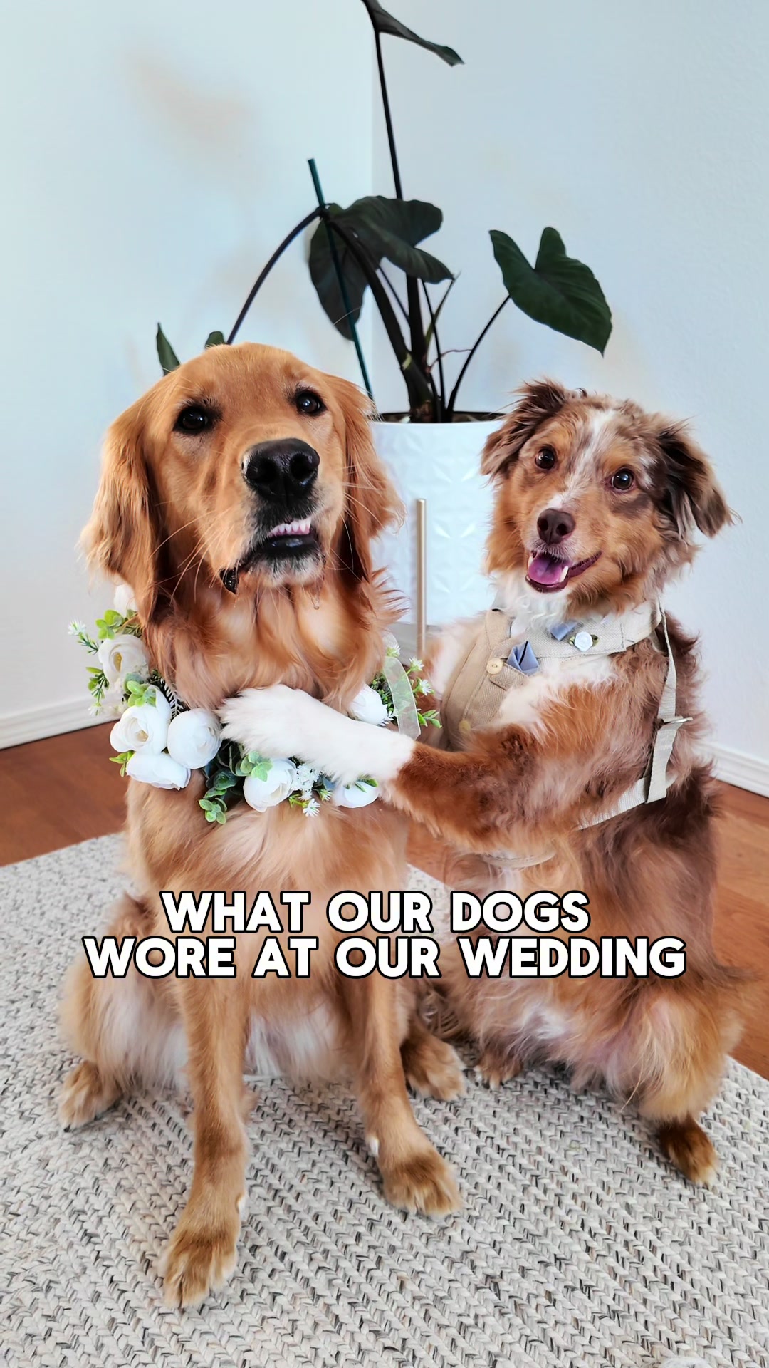 @ayce & aria 🐶