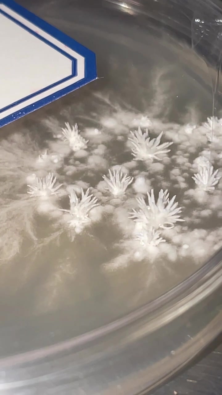 @707mycology