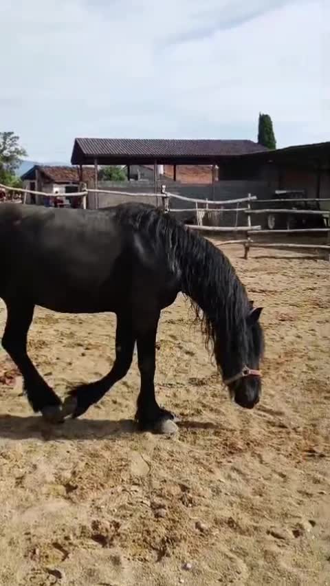 @DIFESA RANCH💥🐴🐴