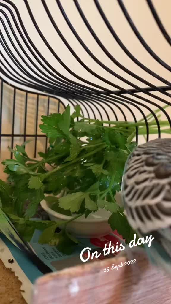 @Blu_the_budgie 🇹🇹