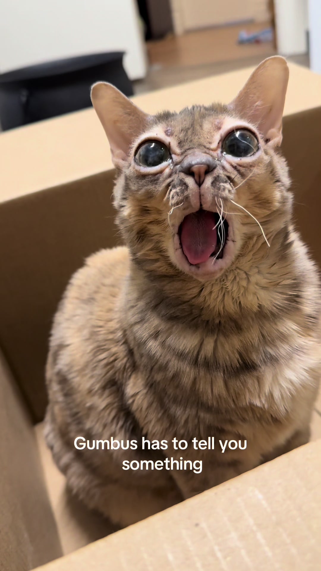 @Gumbus