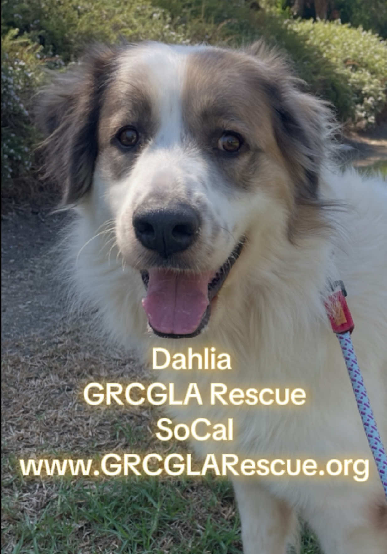 @drcaitlinveterinarian
