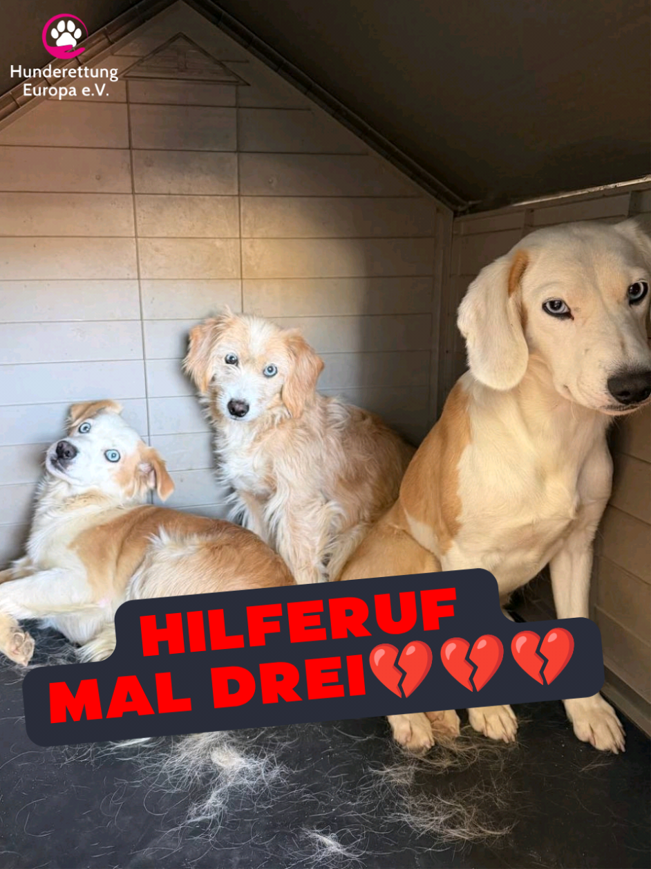 @Hunderettung Europa
