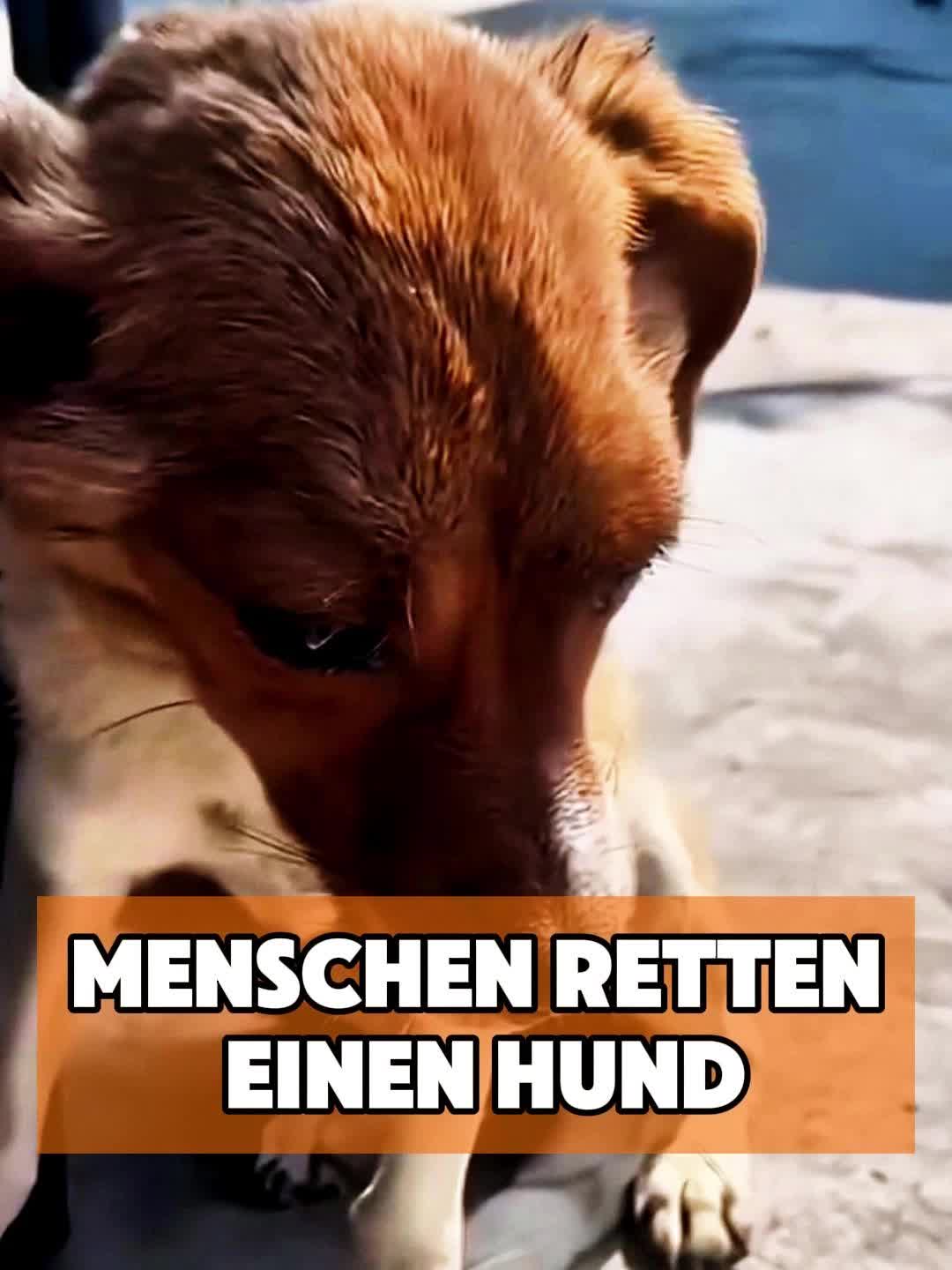 @toto_tier