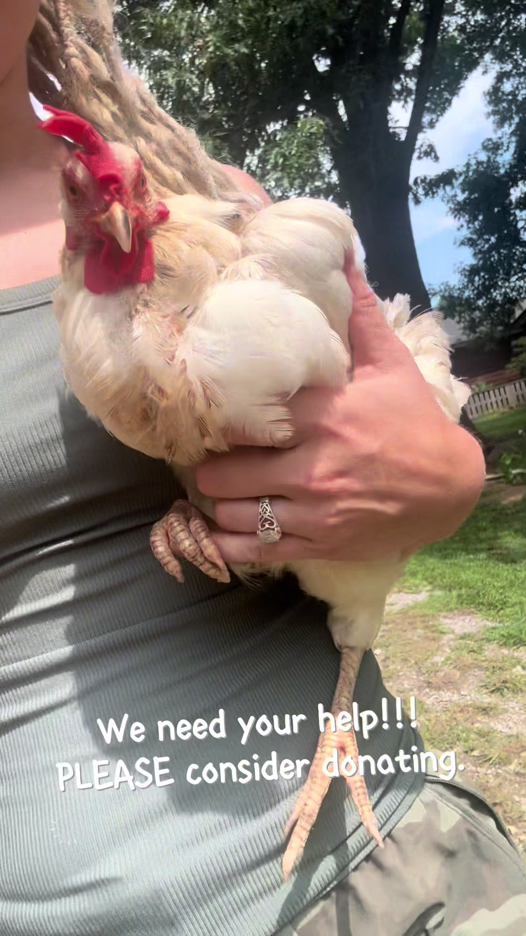 @shininglightanimalrescue