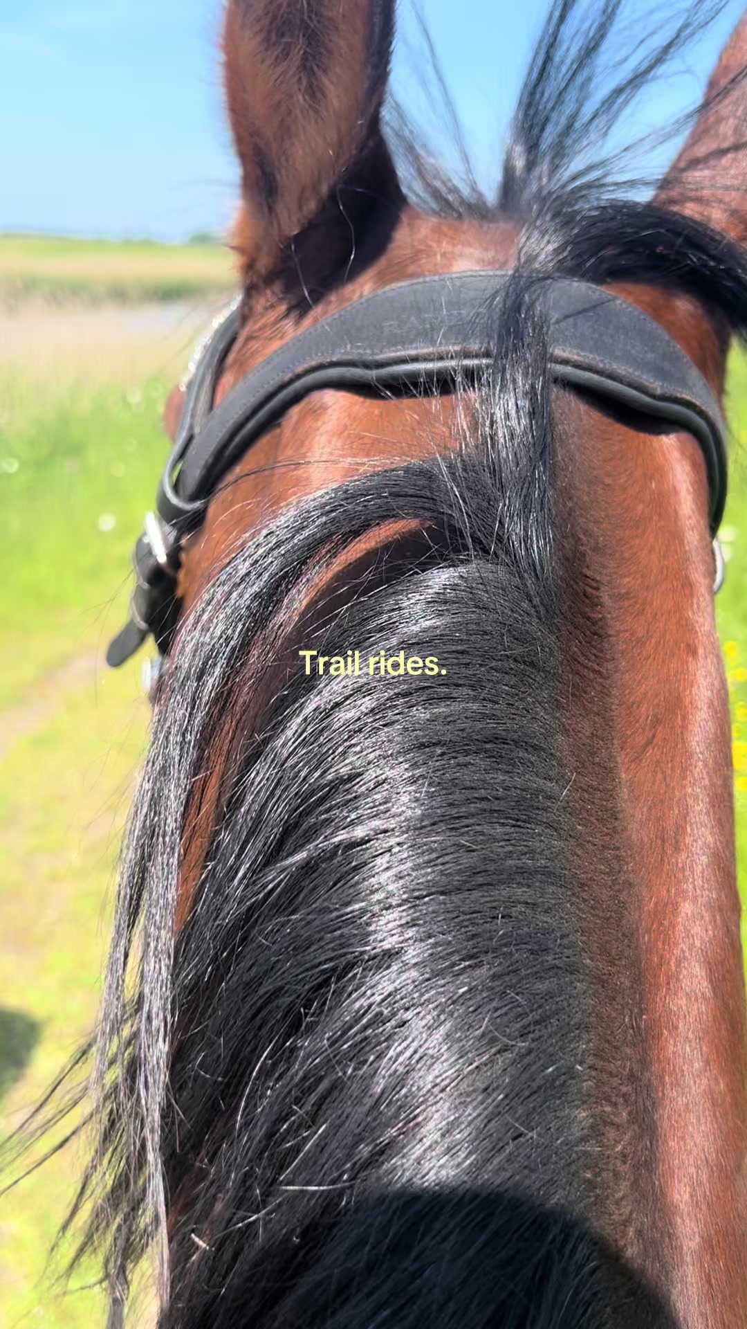 @🇳🇱 yara’s horselife 🇳🇱