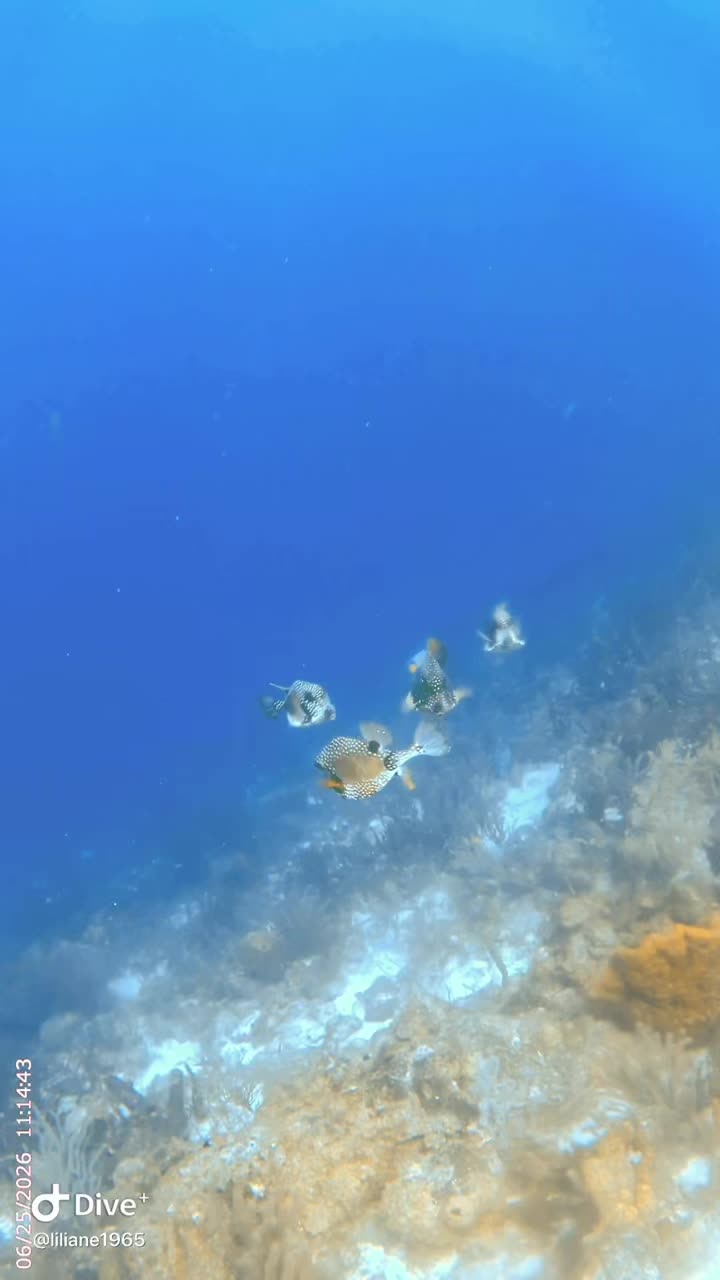 @Divestories Curacao    +Follow