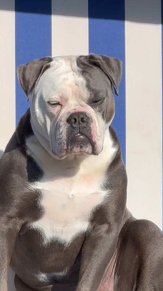 @Kalle 🐕