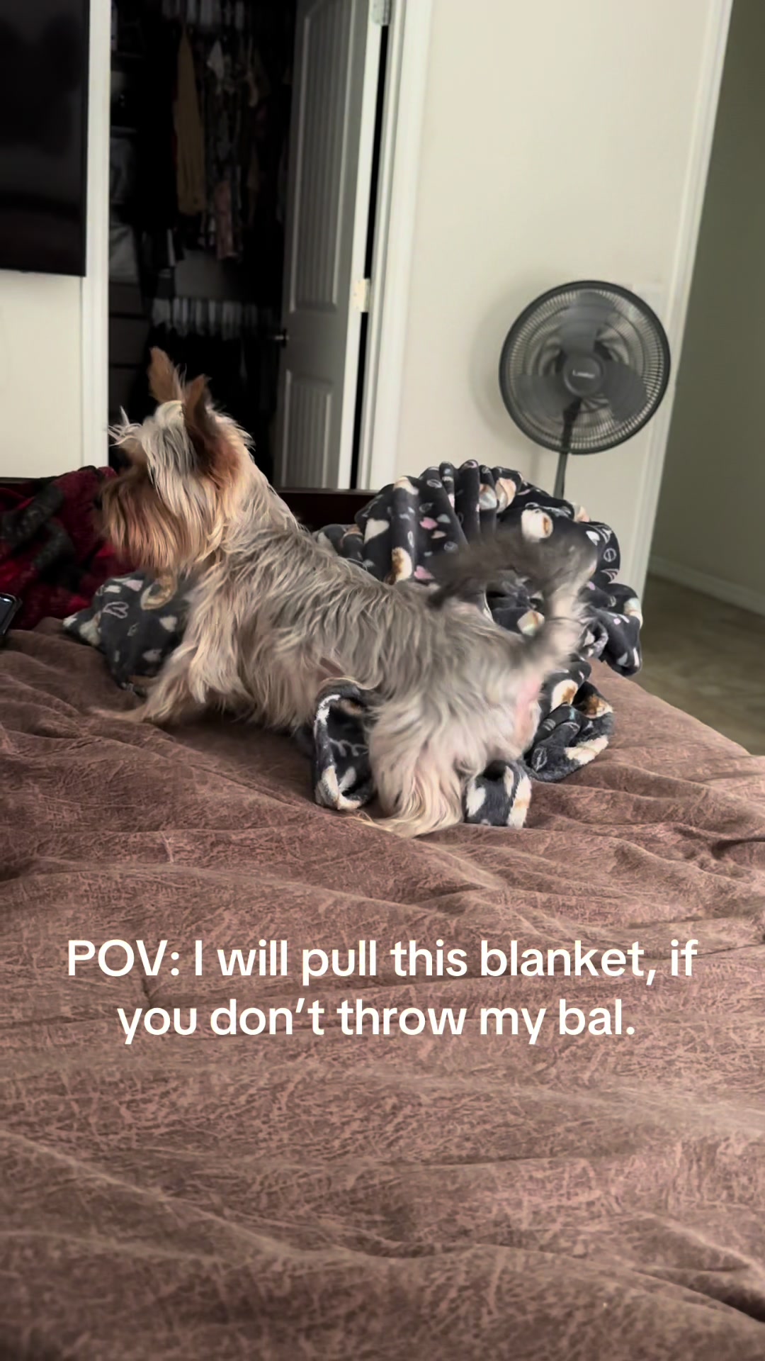 @Penny the Yorkie