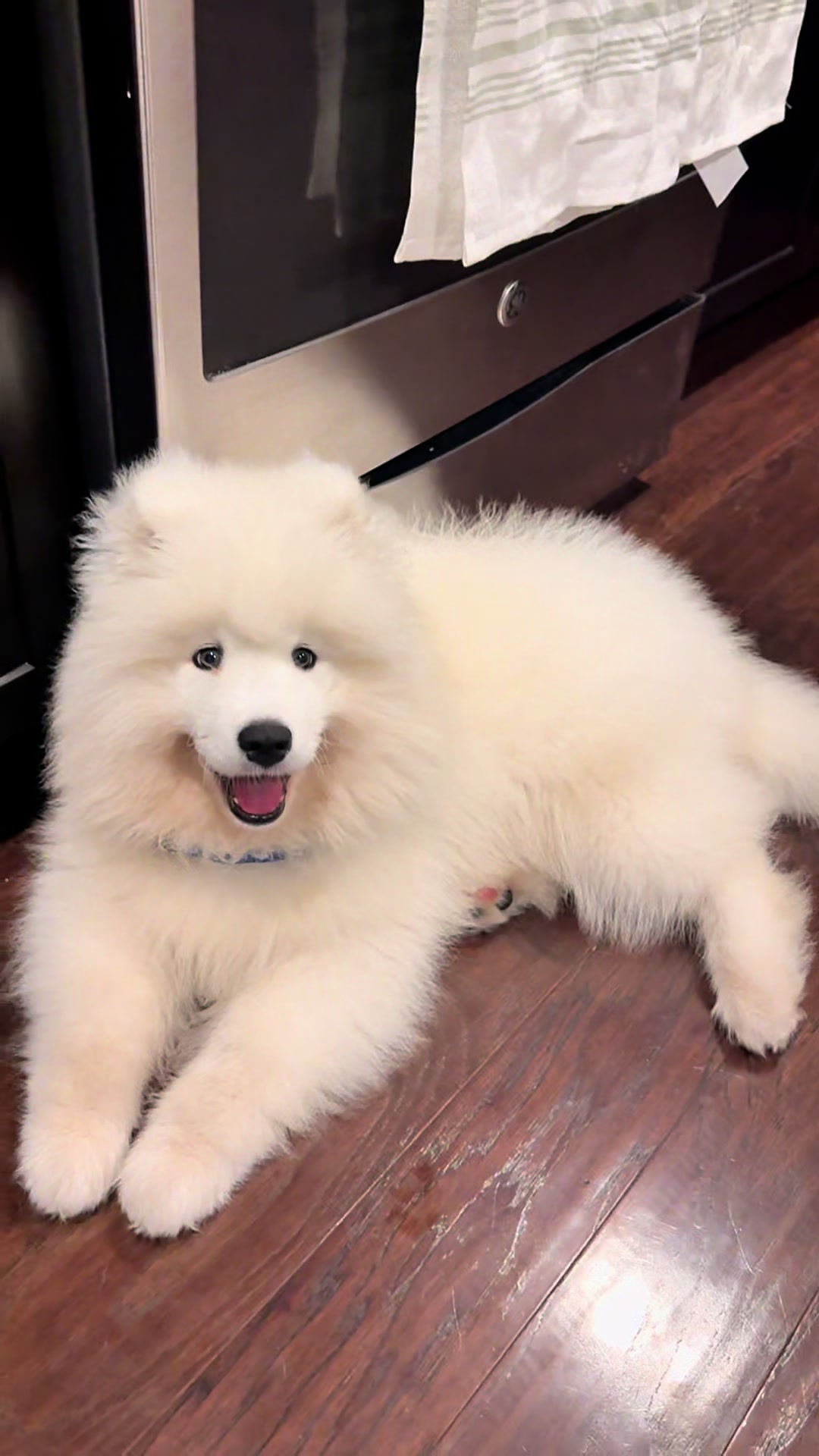 @Mishka the Samoyed