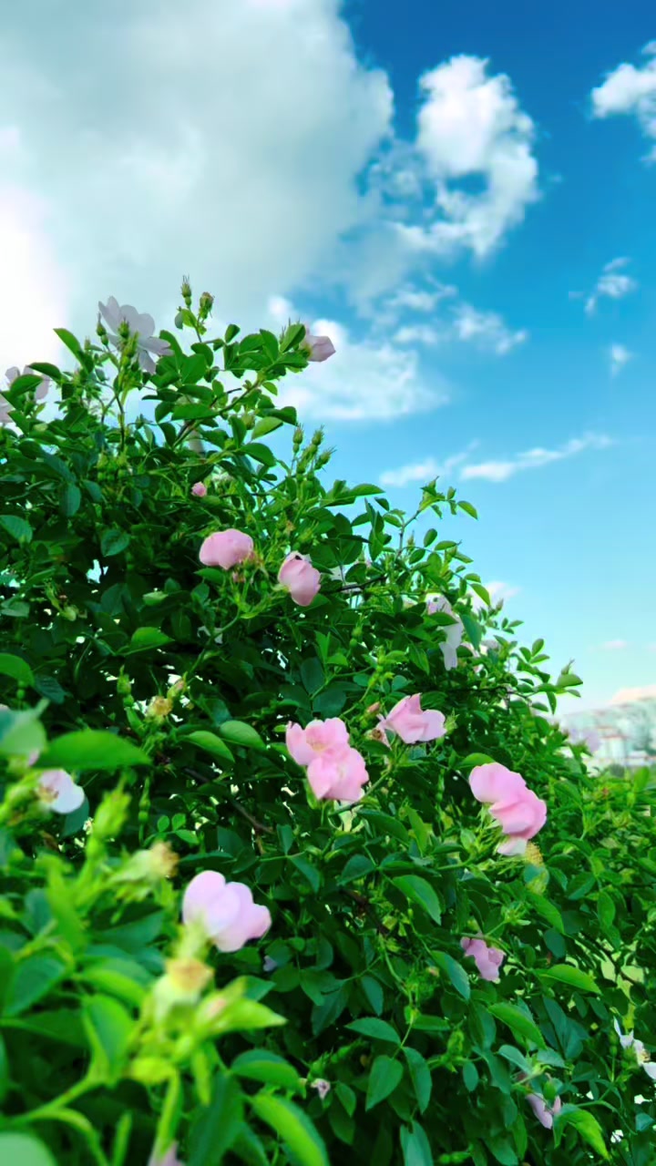@dilekveli