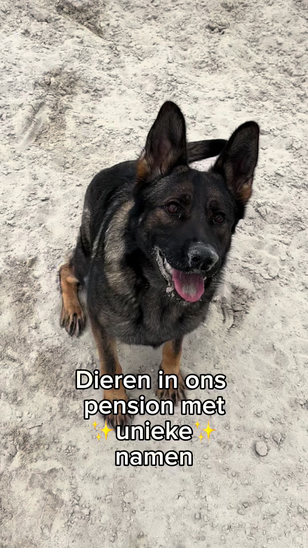 @HuisdierenhotelDeHeggeWeert