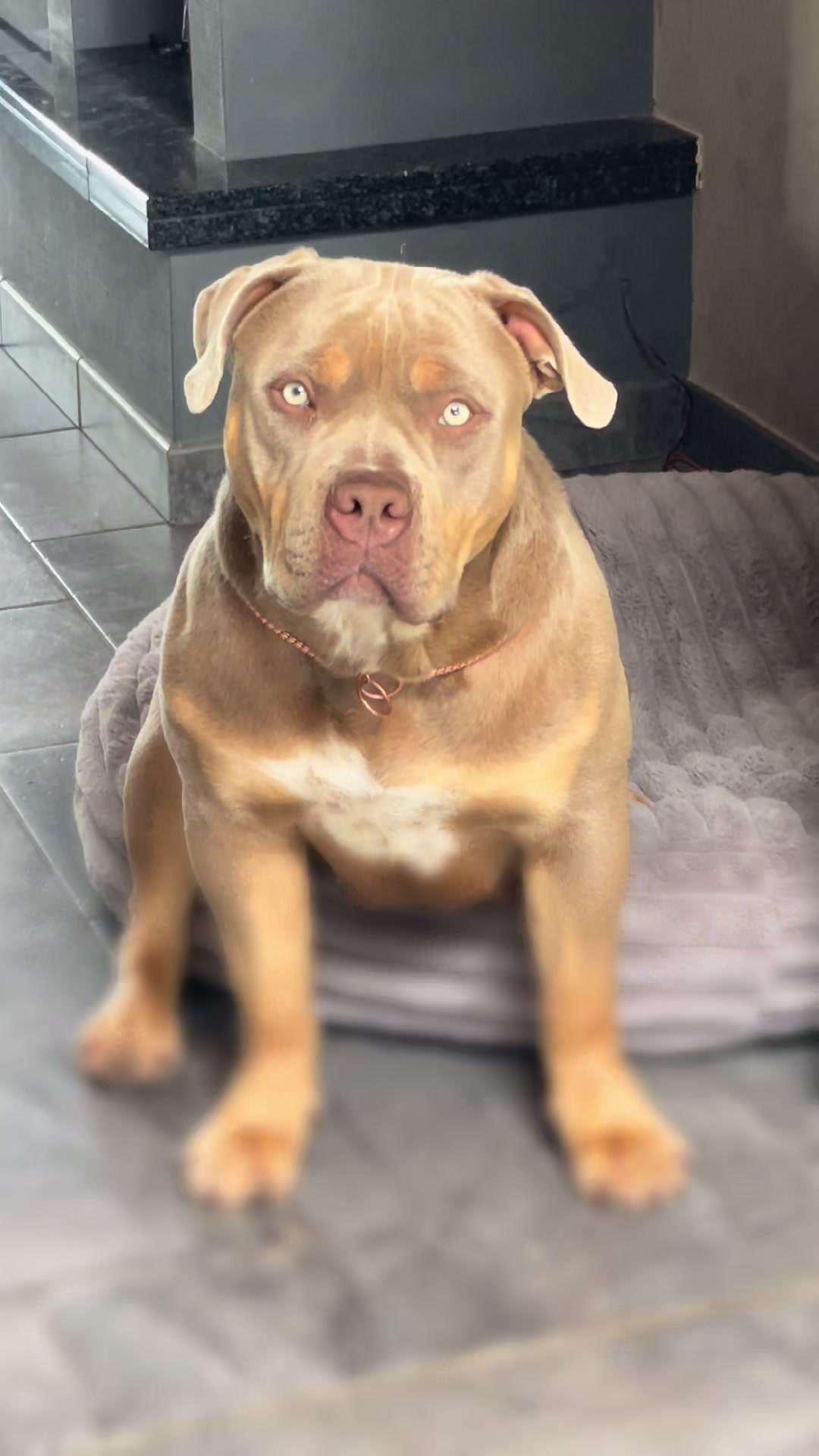 @bigdutchbullykennel