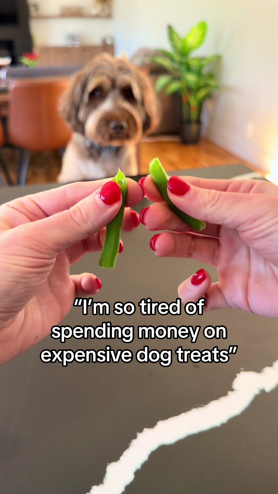 @Dogs Made Simple