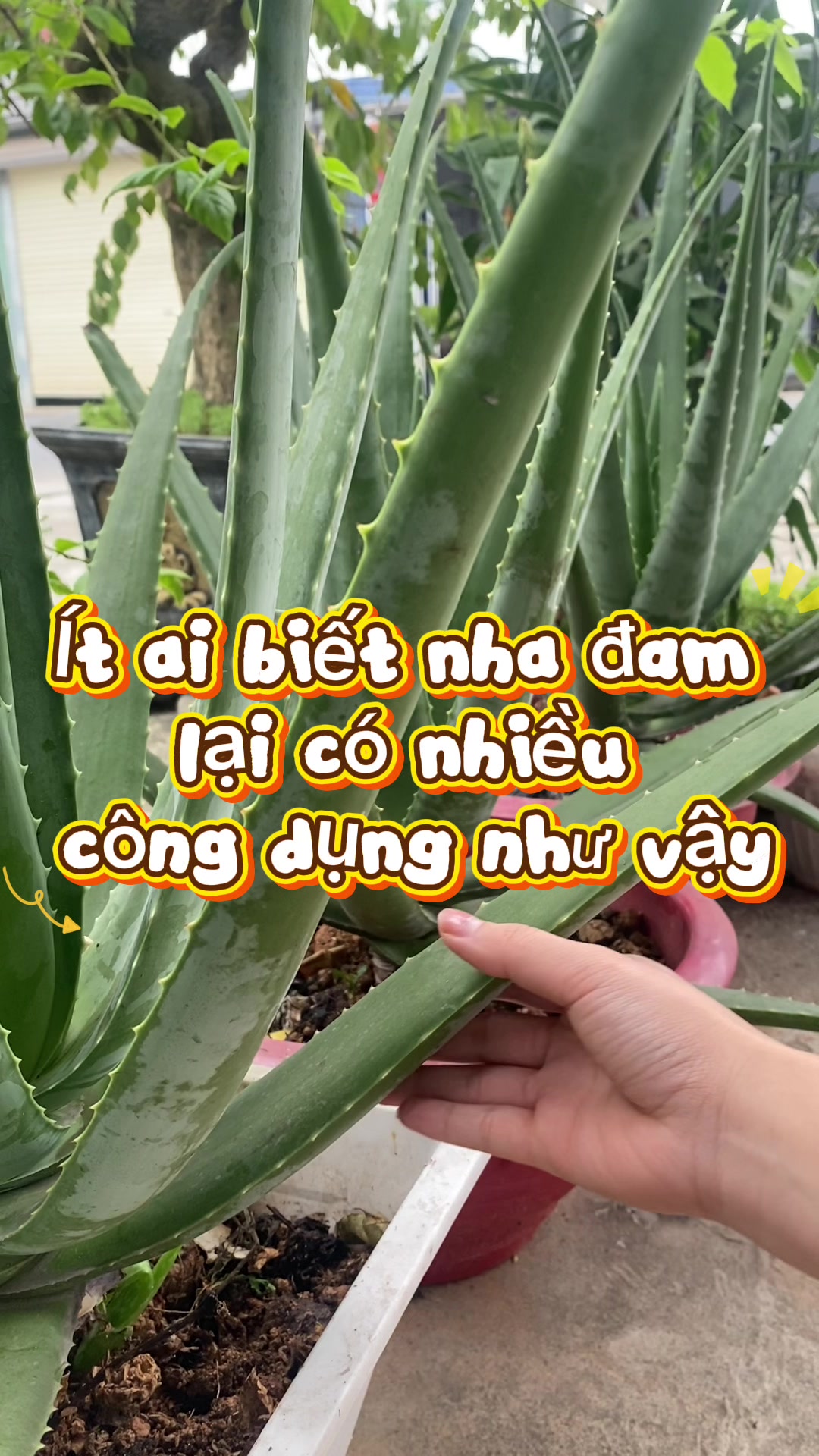 @C&ocirc; Dược Sĩ Duy&ecirc;n💊