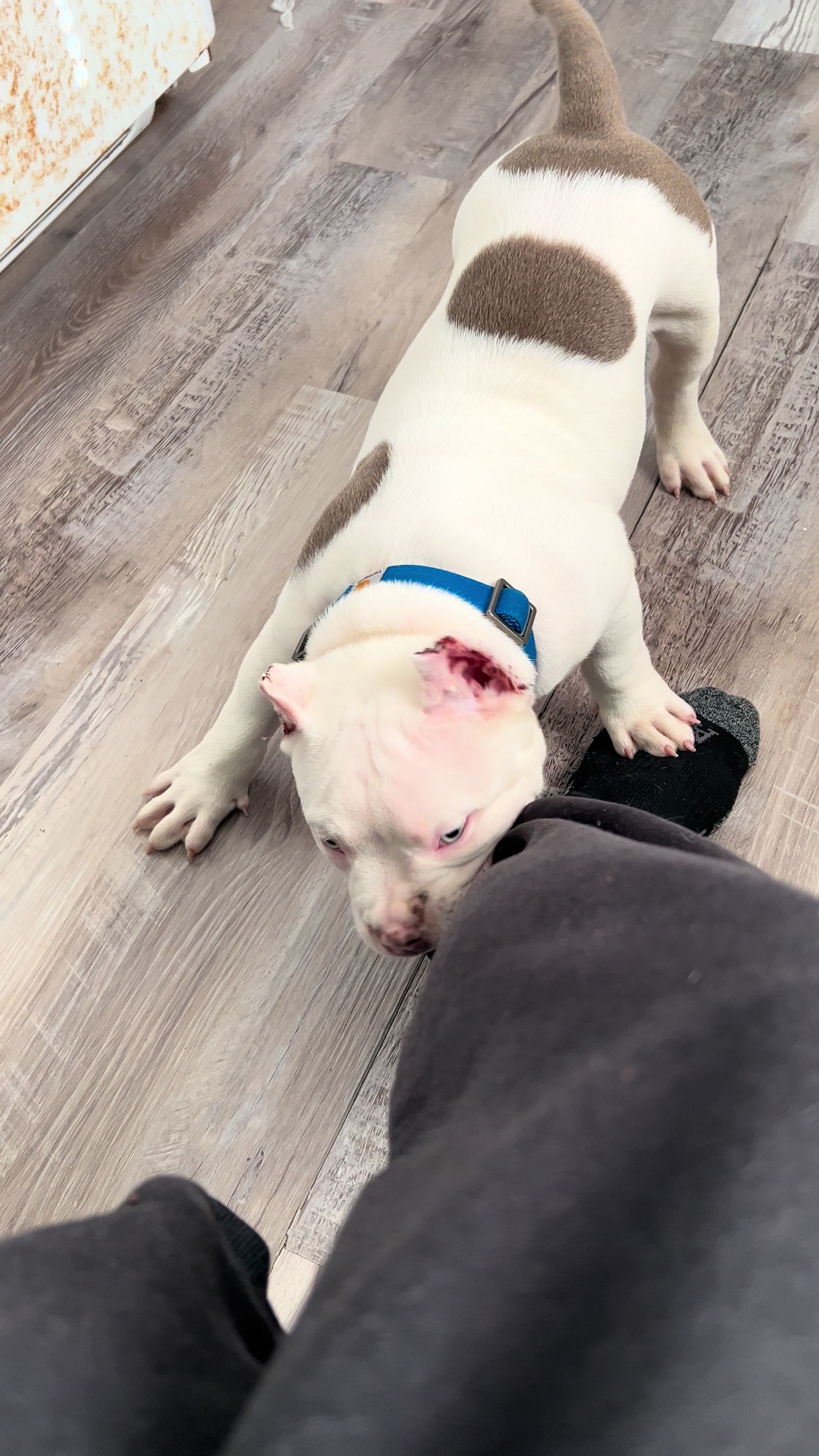 @kingsbullys