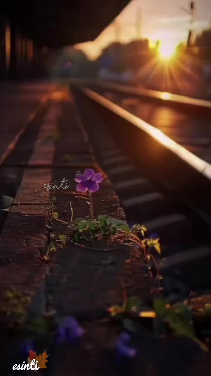 @༄༄𝓔𝓼𝓲𝓷𝓽𝓲༄༄