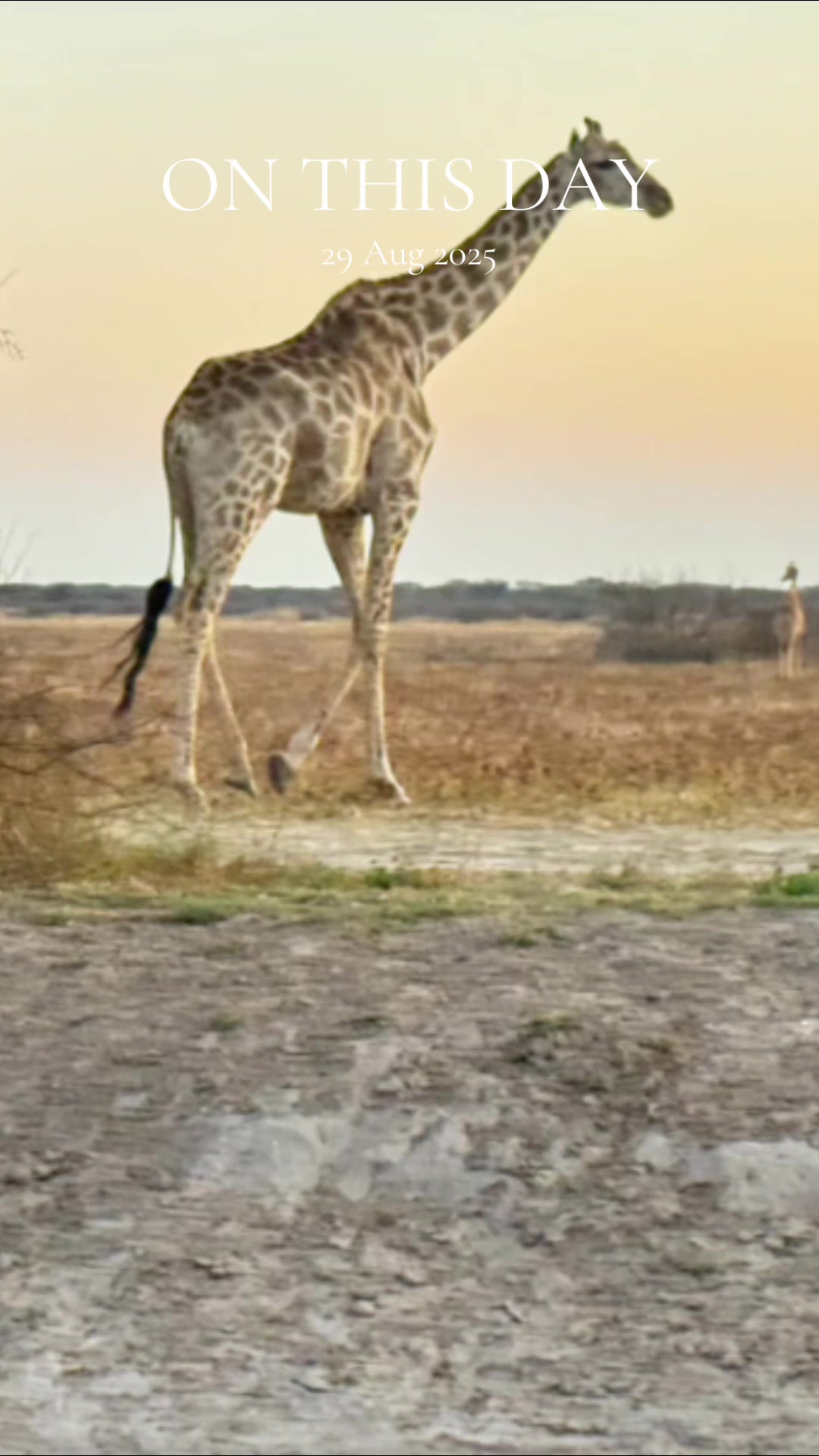 @wildheartfrontiers