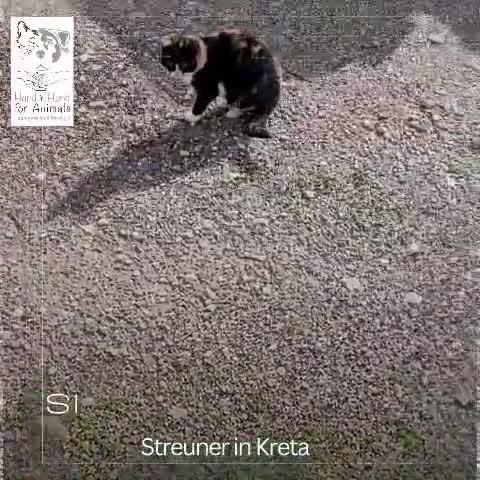 @🐱Hand_in_hand_for_animals🐱
