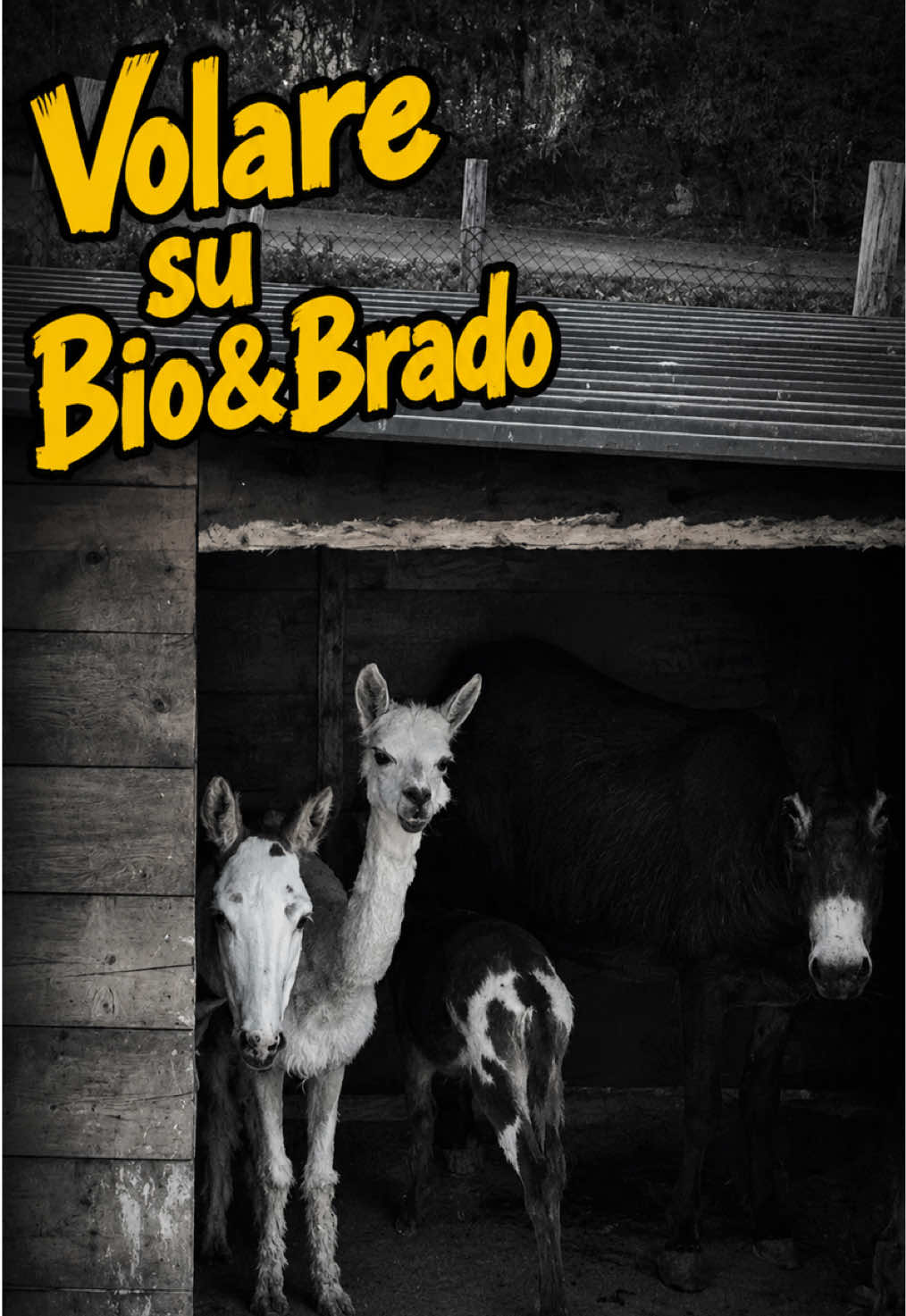 @Ilmori