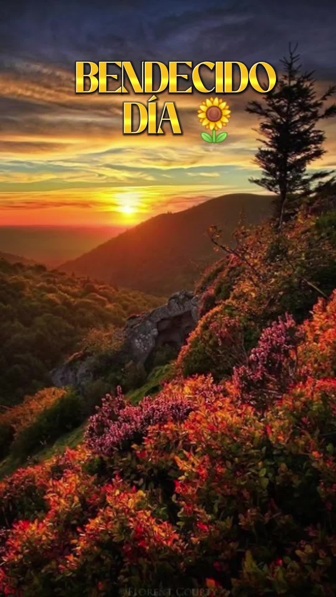 @Guerrera de Dios🙏🏻❤️