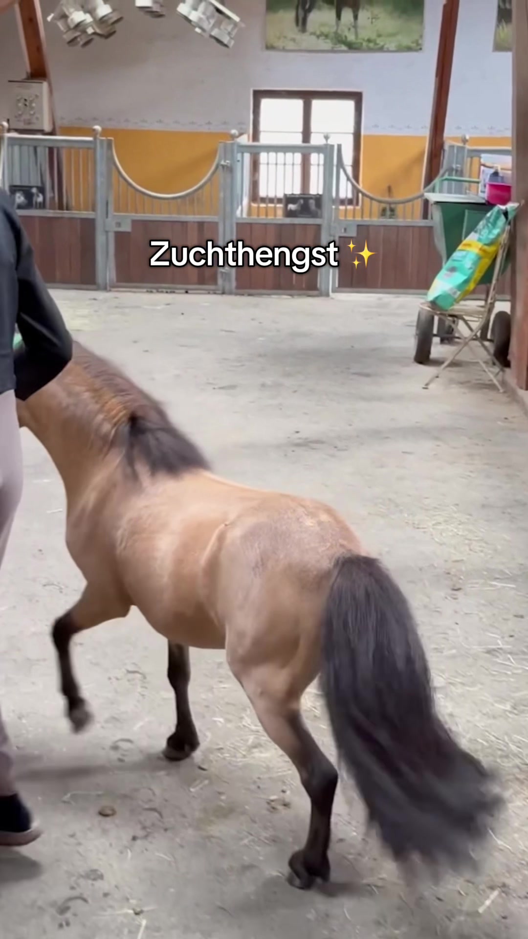 @julia_libertyhorses