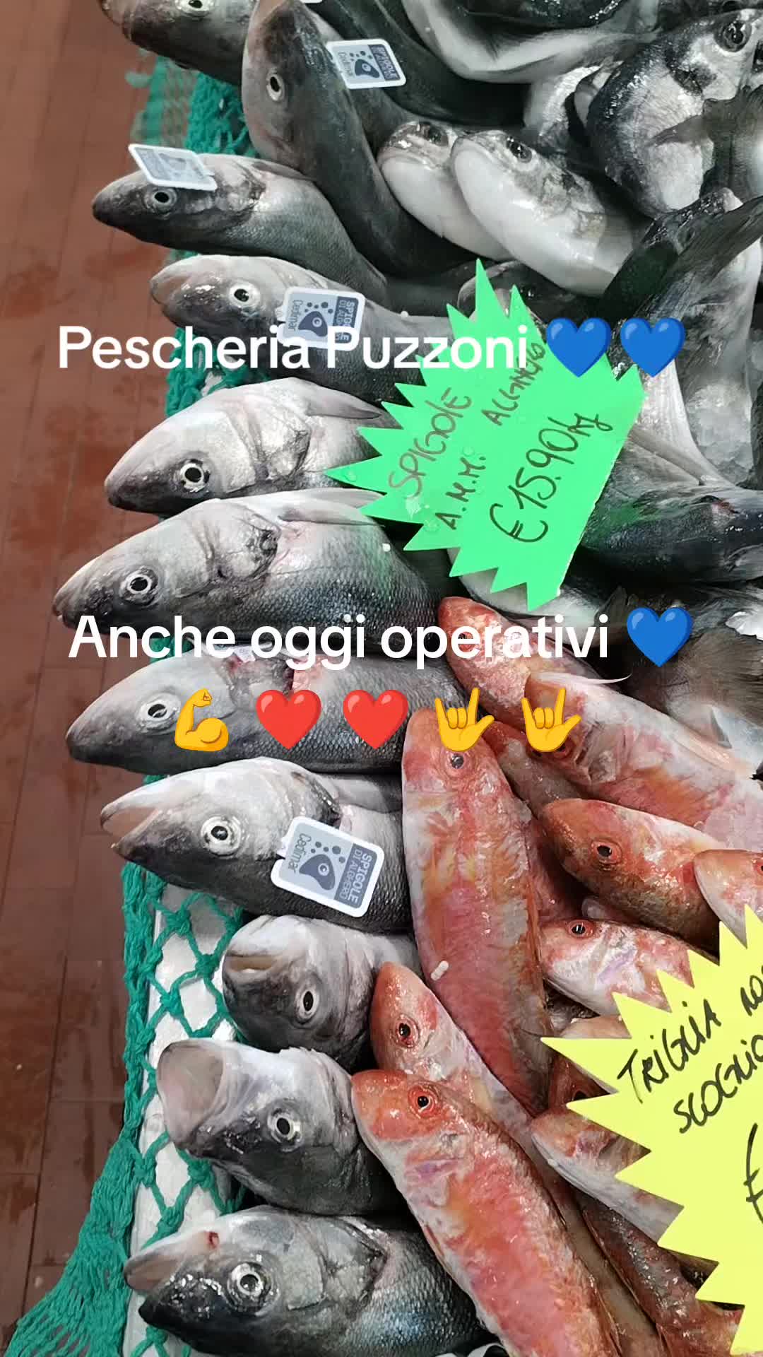 @sbrabipuzz