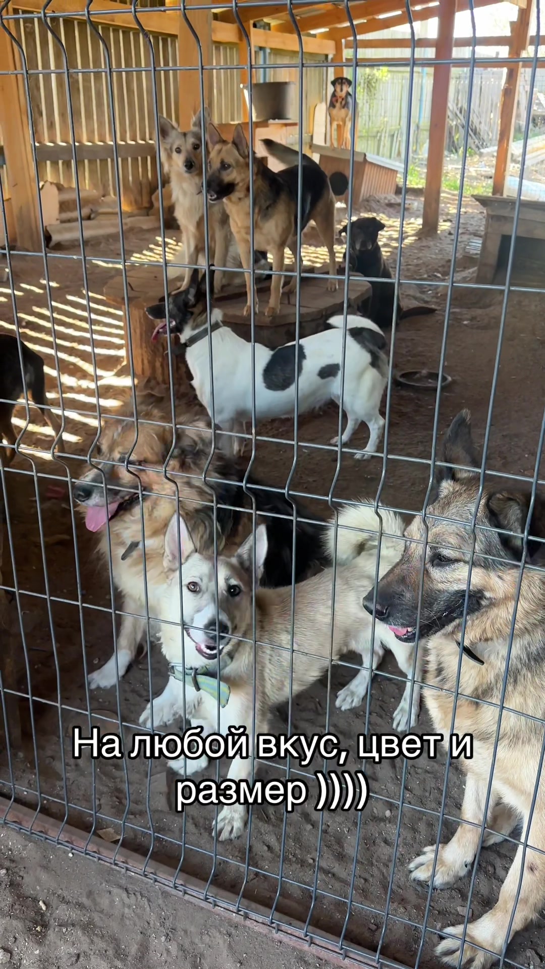 @Директор «Песокот»250🐈🐶