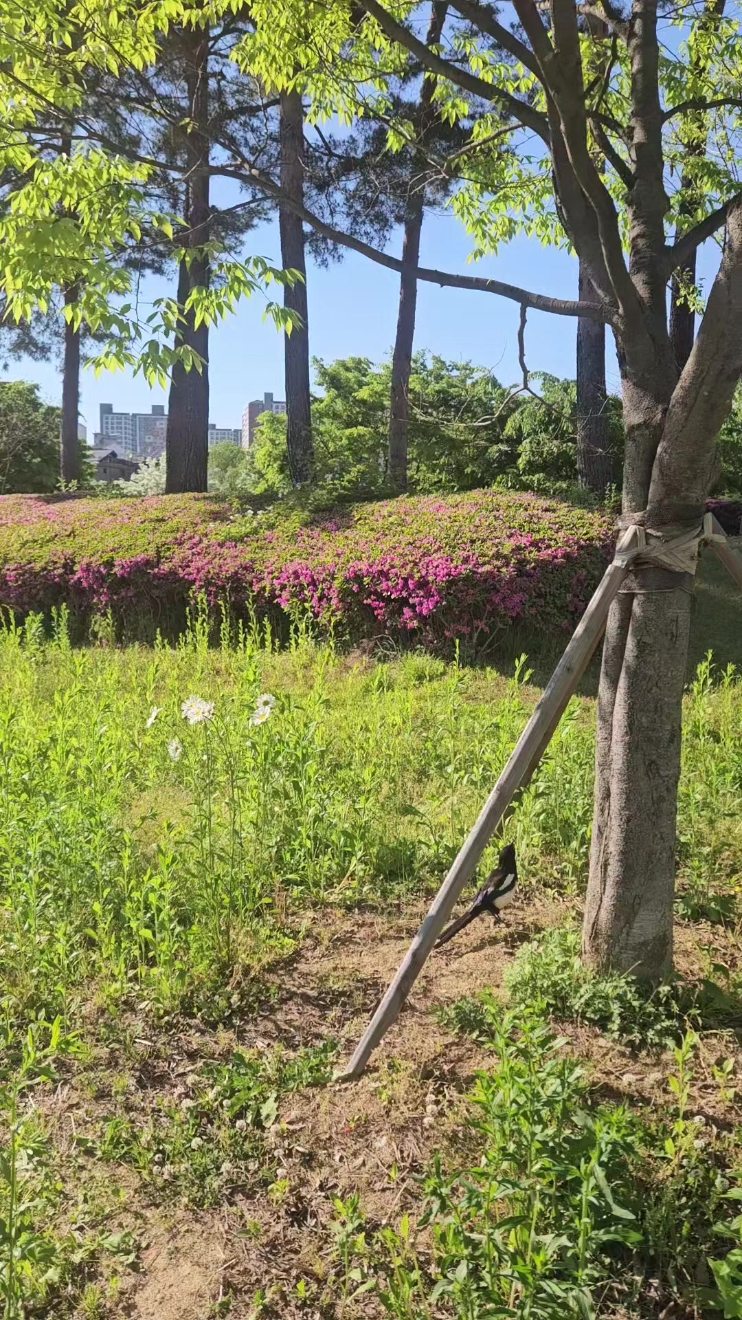 @❤心灵漫游⚘️마음힐링