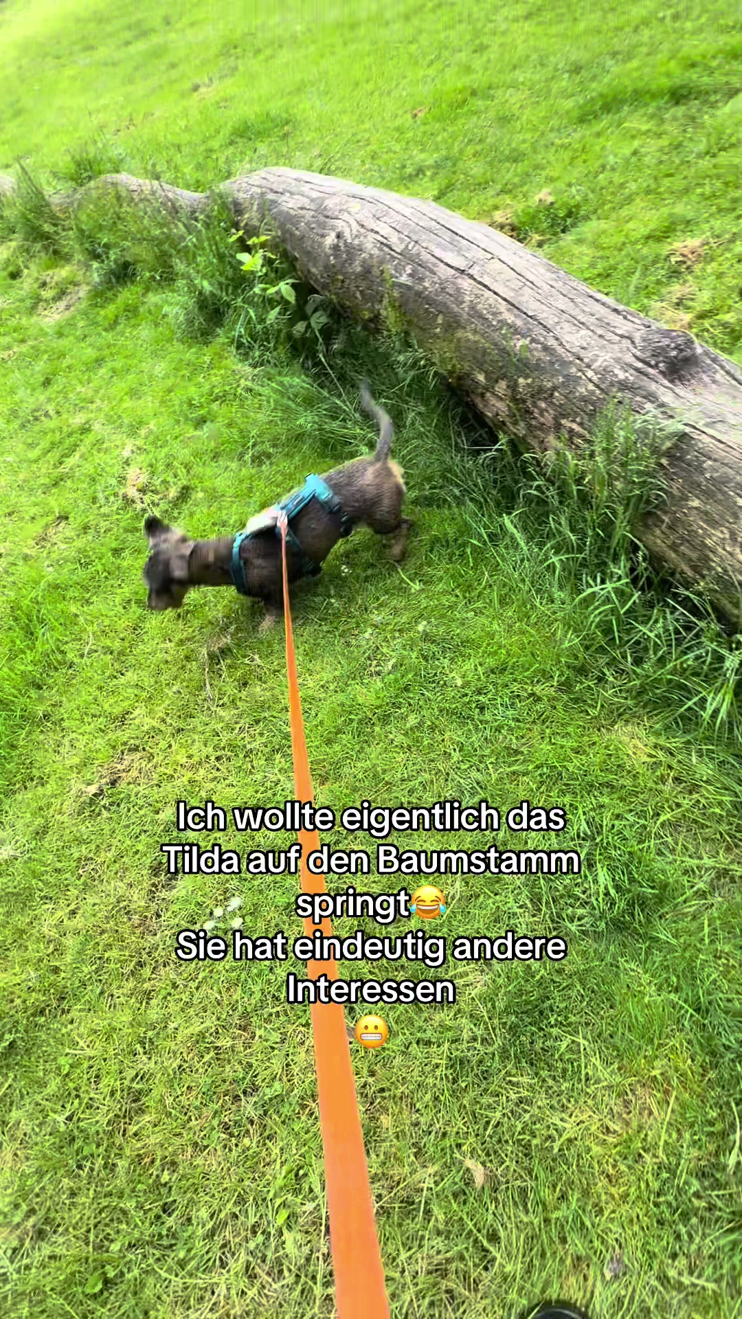 @Ichsch&uuml;tzekinderundtiere