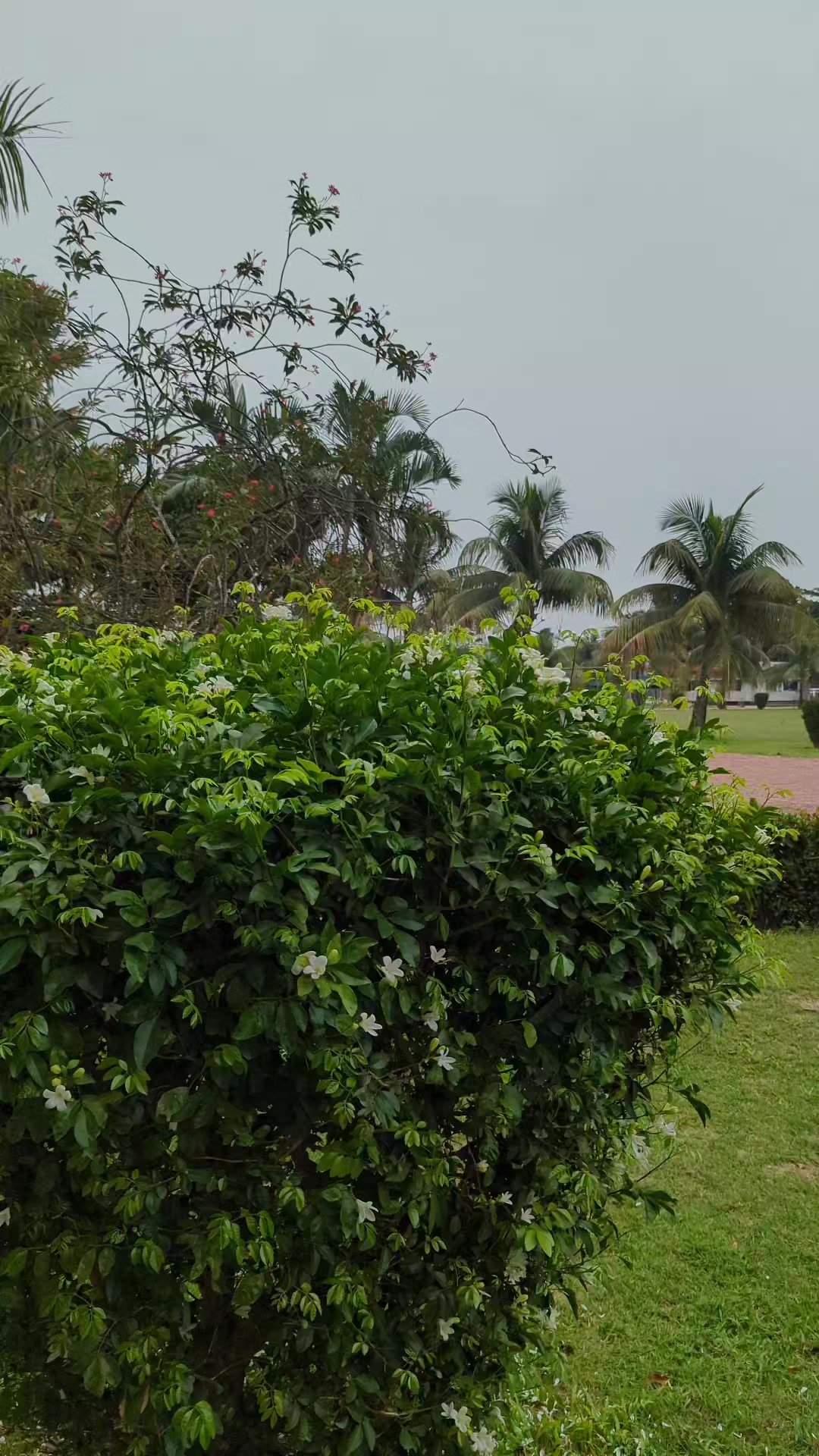 @কালো ছেলে ꧁ SM꧂⛎