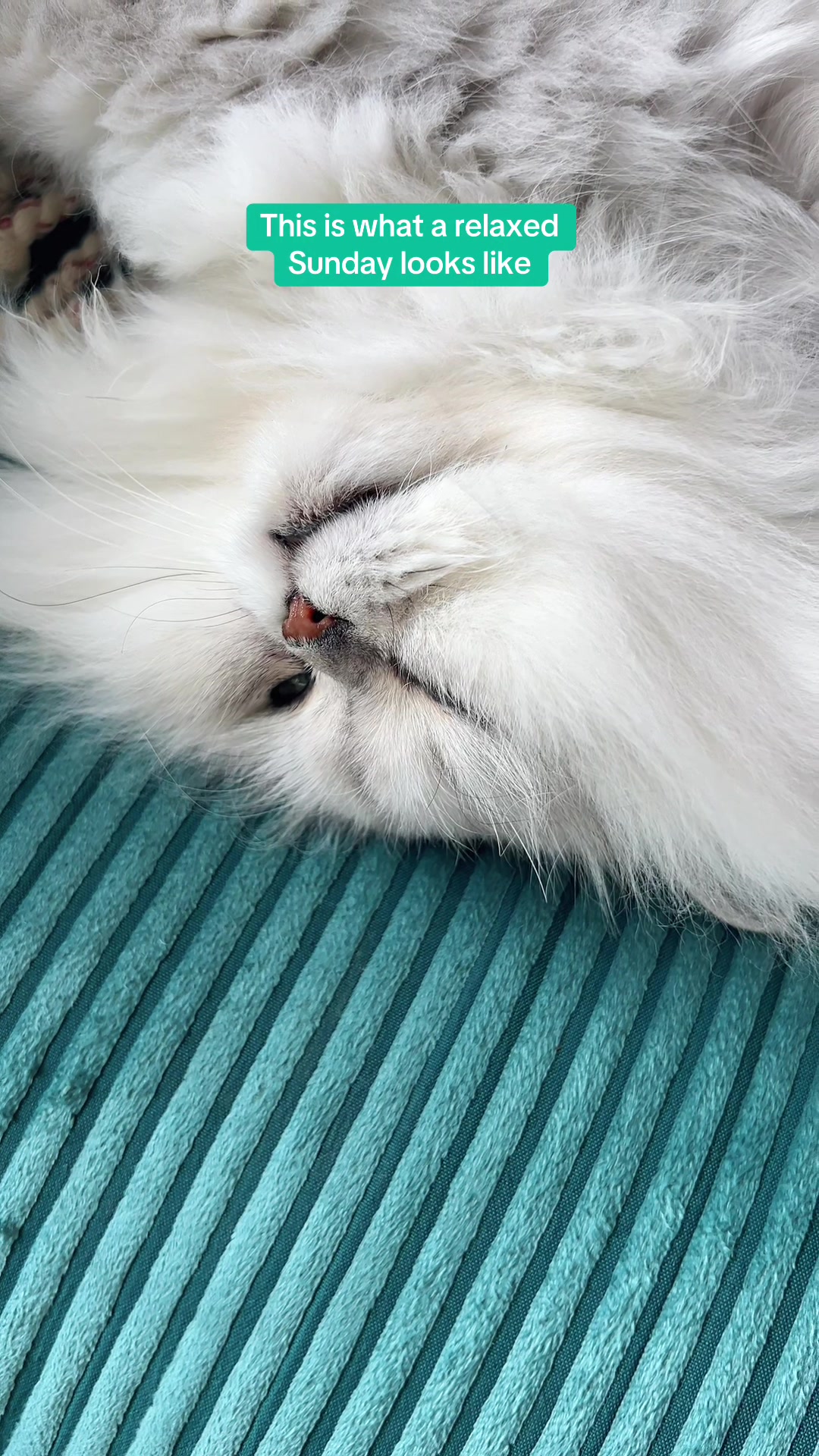 @Dutchkittycat