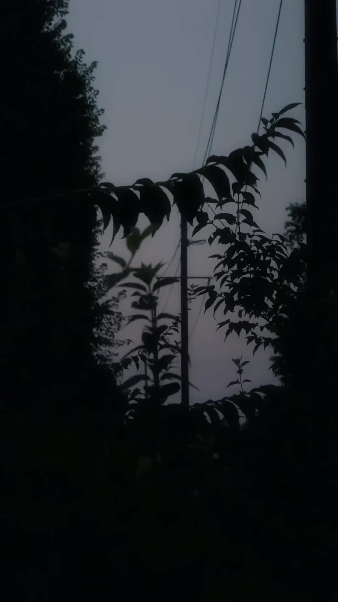 @𓍼