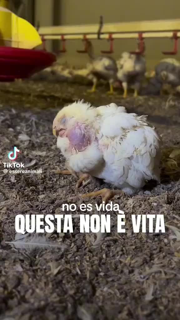 @emiddio fattore 5