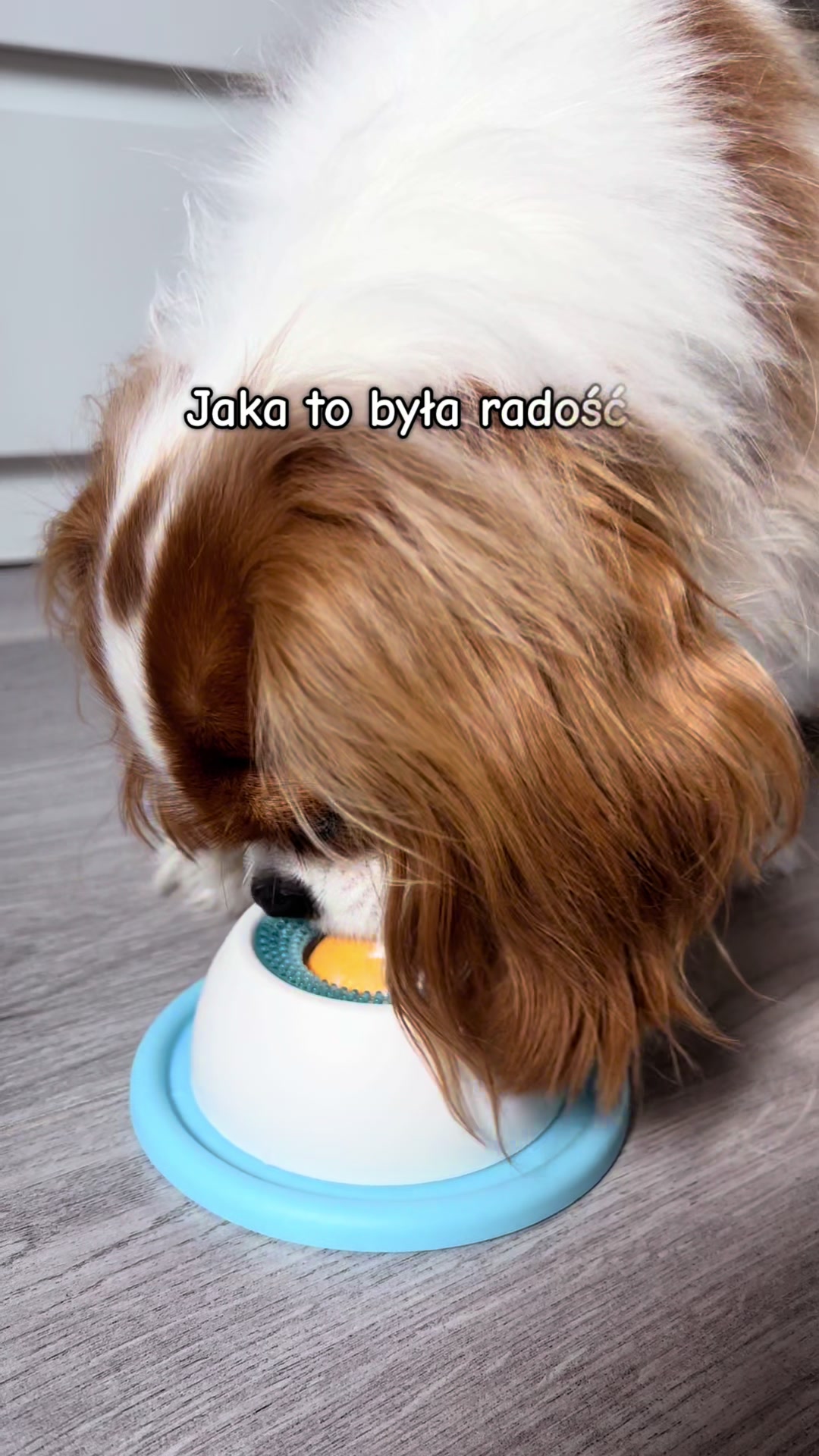 @Lilly Cavalier 🐶