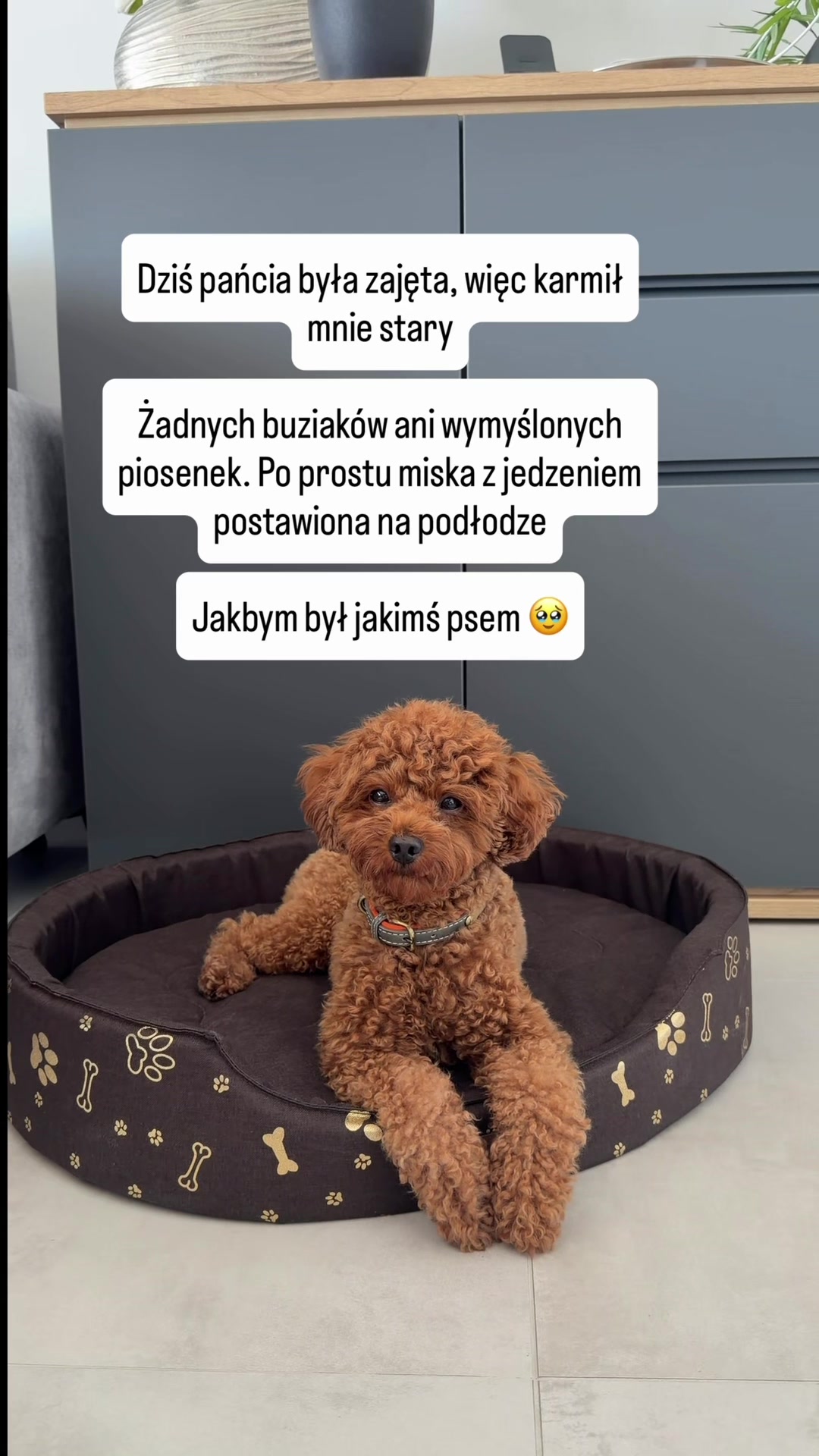 @Benni 🐾 IG: benni_toypoodle