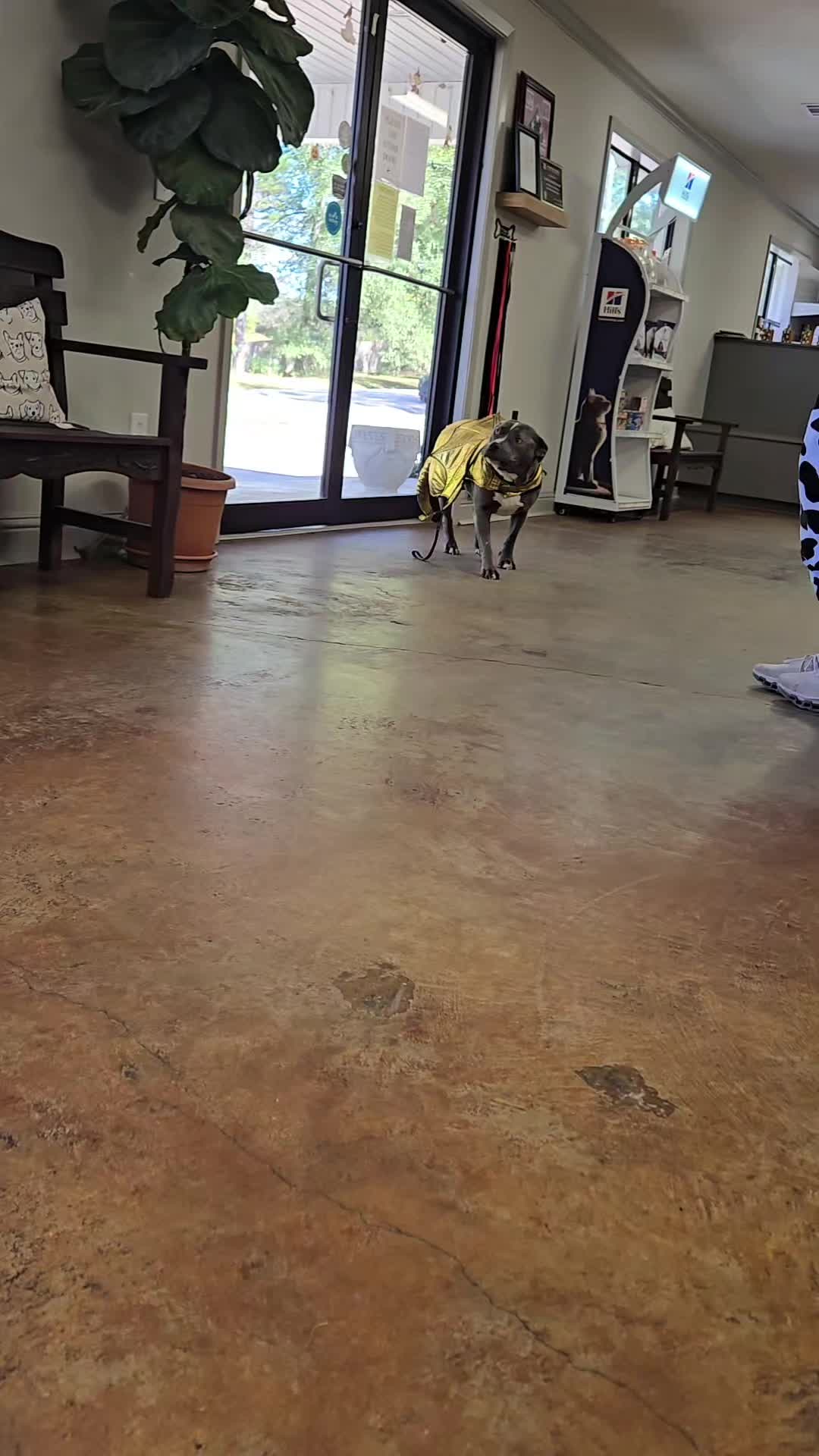 @Kristin & Diesel the Pittie 💕