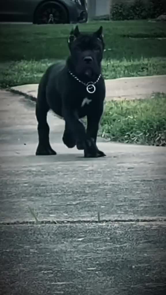 @Cane Corso For Adoption