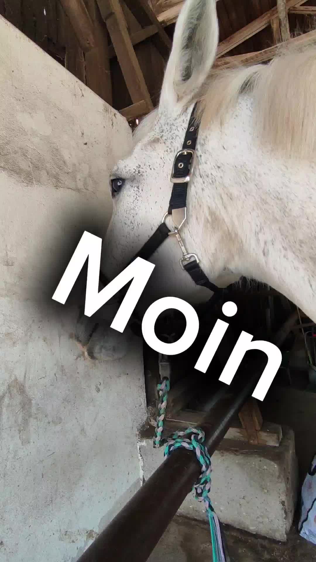 @Horses 🫶🌺