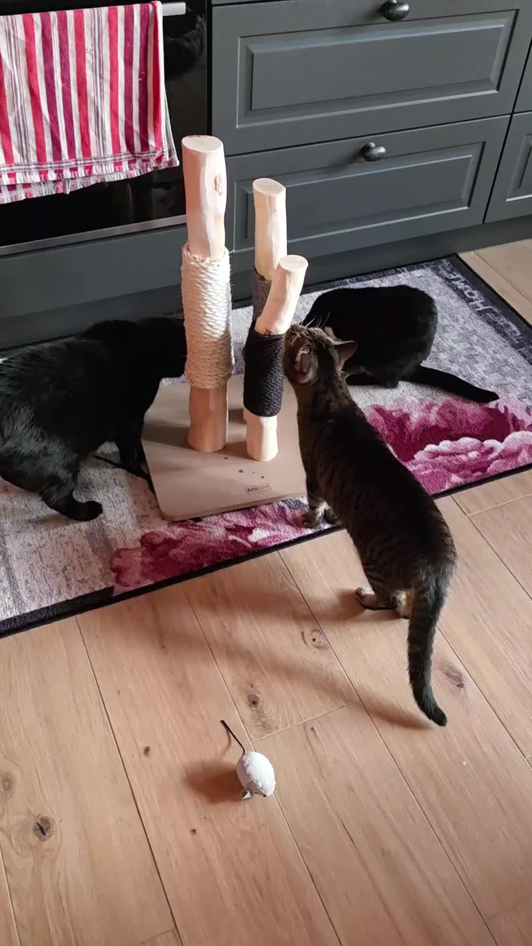 @diana🐱🐈🐈🐈