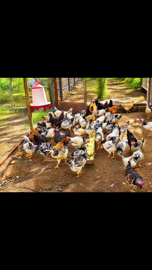 @SS FARM