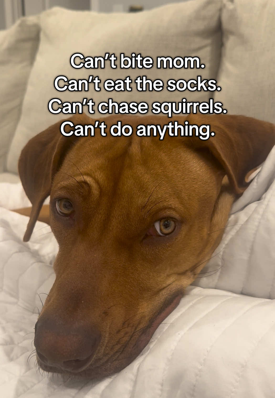 @Blue the Ridgeback