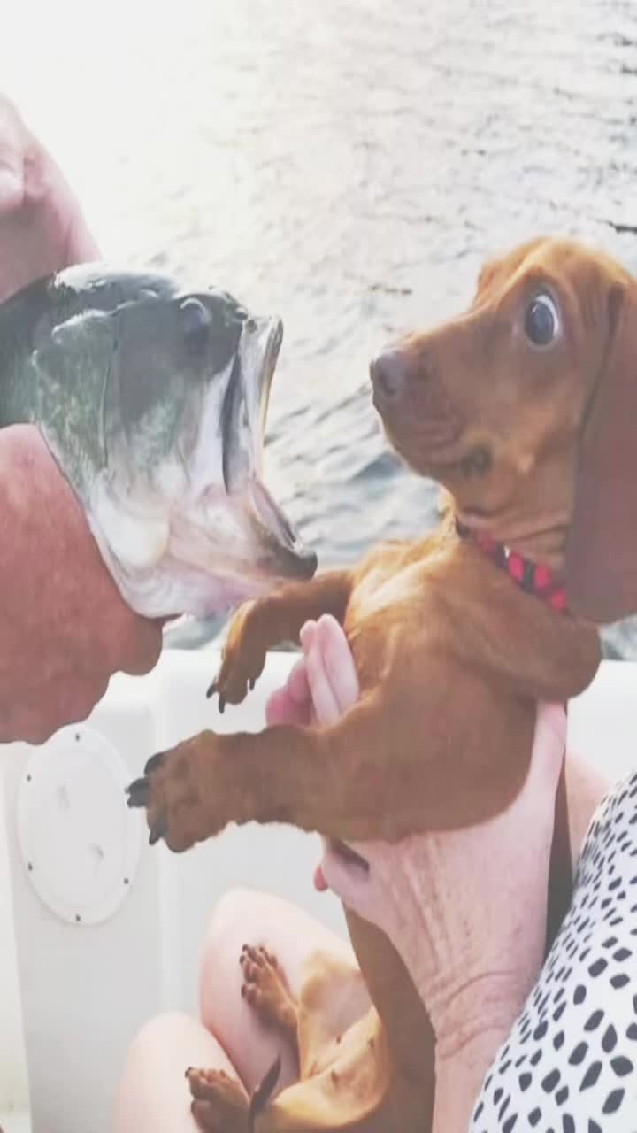 @frisbeedog1025
