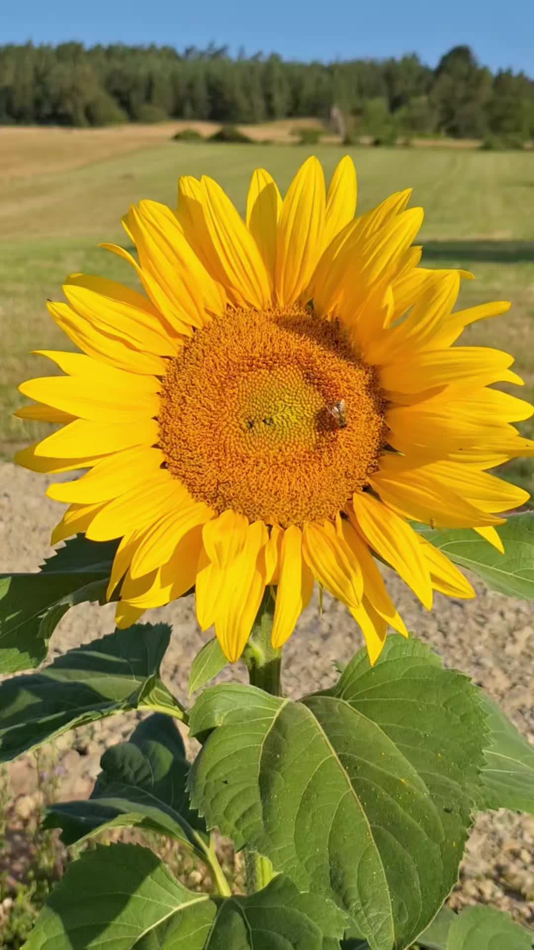 @Natur und Garten