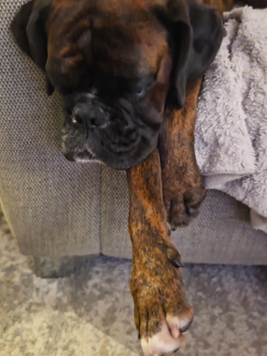 @Clive The Boxer Dog