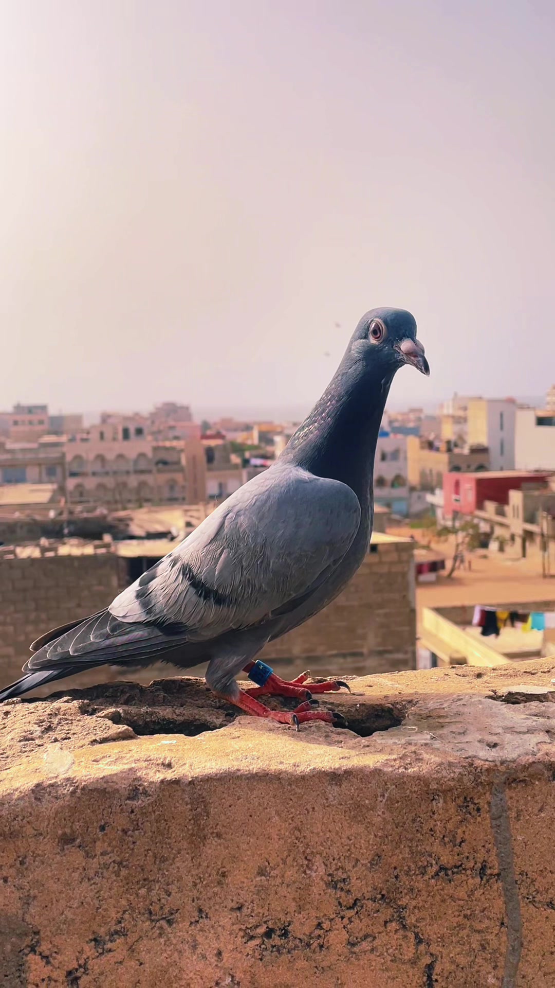 @OMZOLOFT🕊🦜🇸🇳