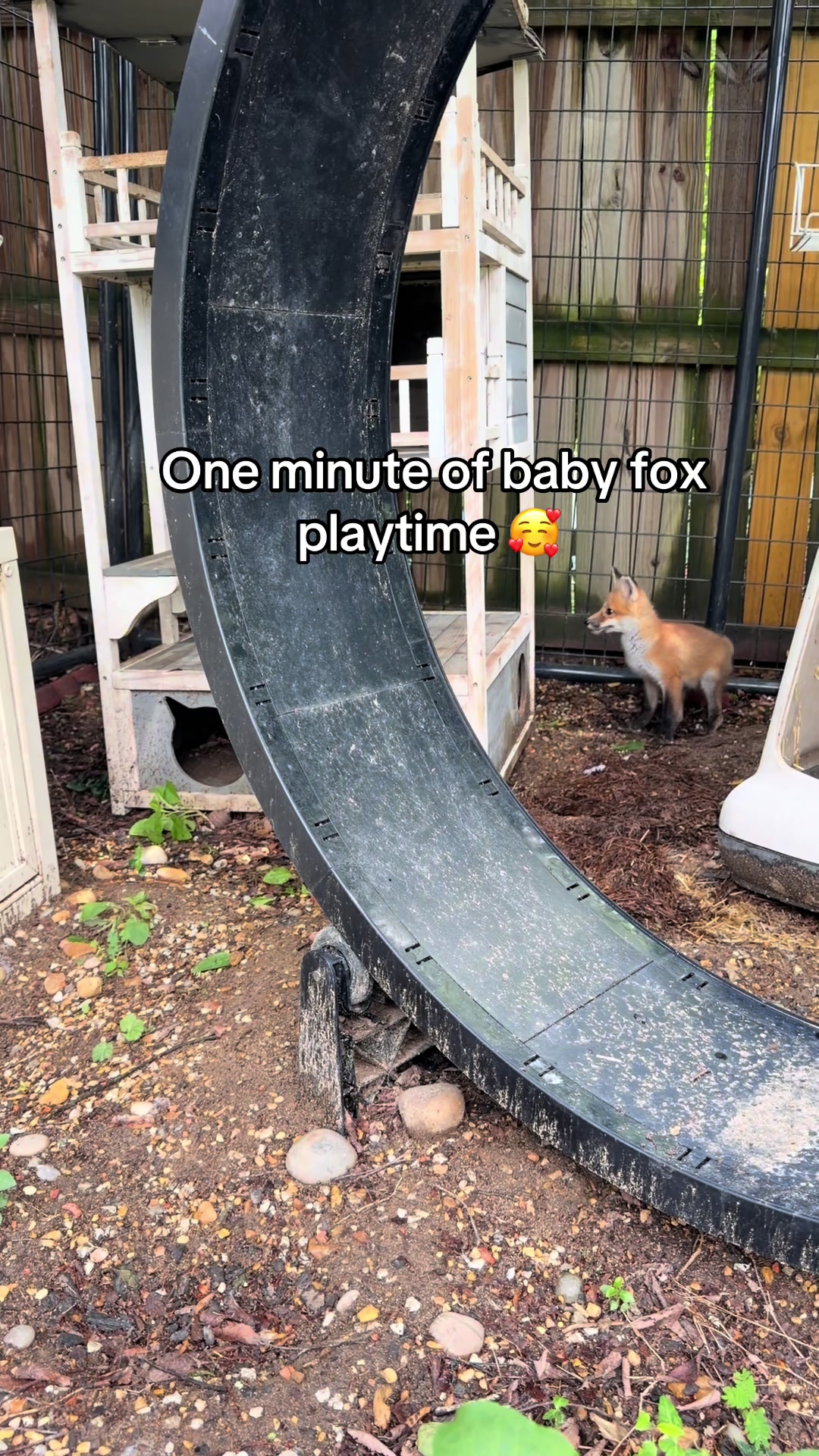 @For Fox Sake Wildlife Rescue